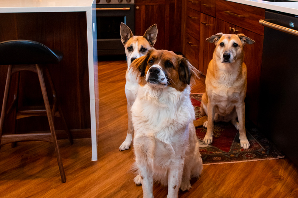 Northwood Construction contact page photo with three dogs staring at camera