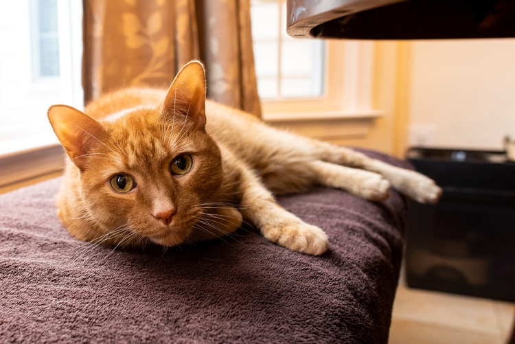 kittie-on-bench