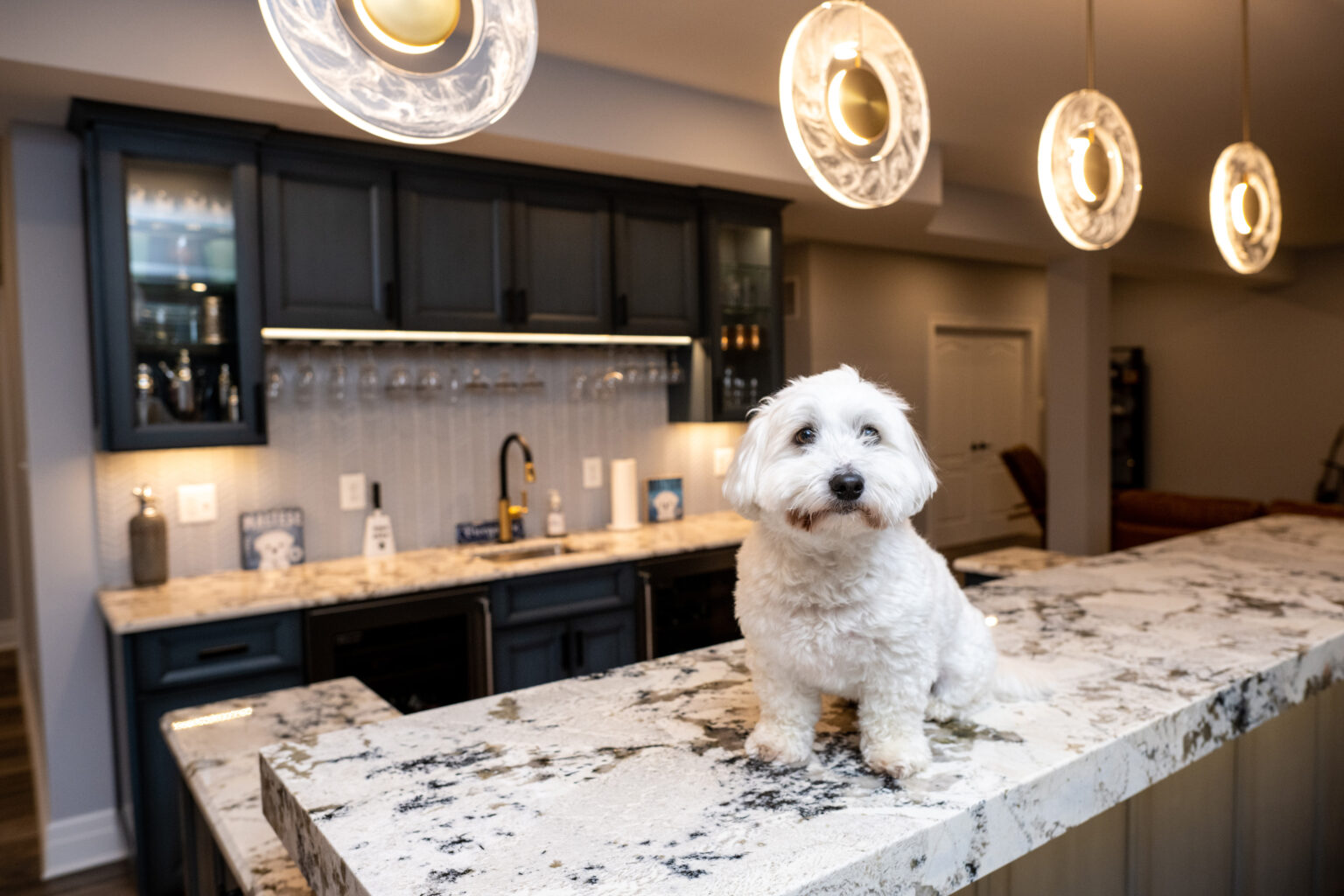Maltese dog in the basement.