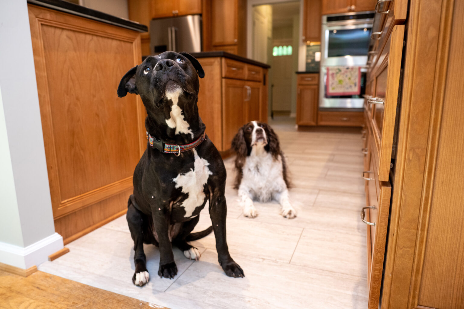 Image by Lesnick Photo dogs in a newly remodeled kitchen in Reston, VA