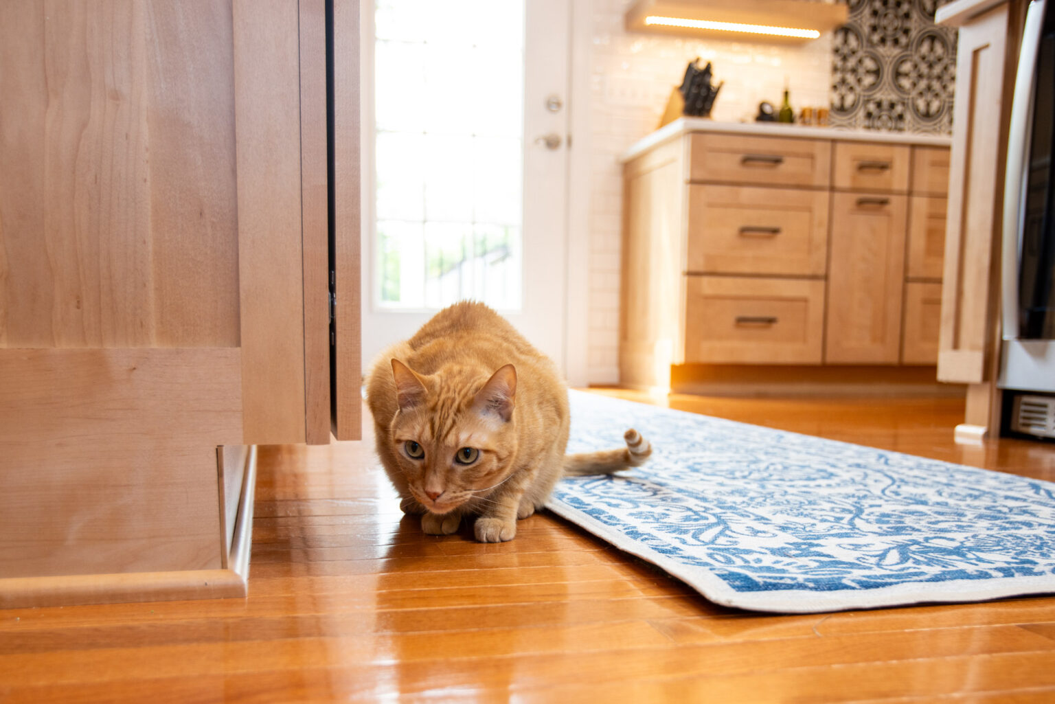 A ginger cat crouches on a blue patterned rug in a kitchen with wooden cabinets and a bright window in the background.