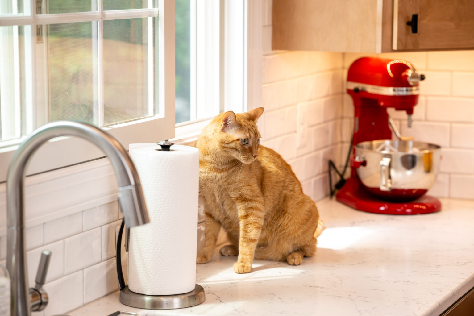 Orange tabby cat sits on a white kitchen counter next to a paper towel holder, with a red stand mixer and mixing bowl in the background.