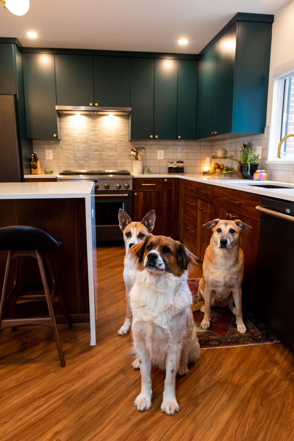 Three dogs sit attentively on a rug in a modern kitchen with dark cabinets, white countertops, and wood flooring.