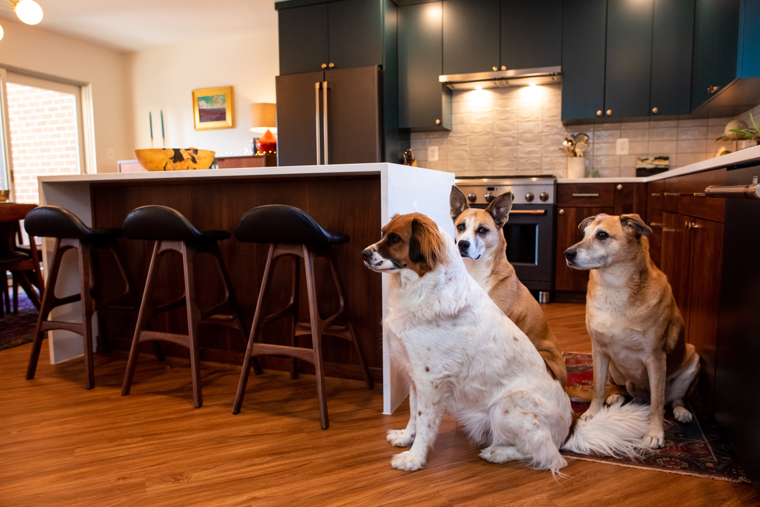 Three dogs sit on the wooden floor in a modern kitchen with dark cabinets, a white island, and bar stools.