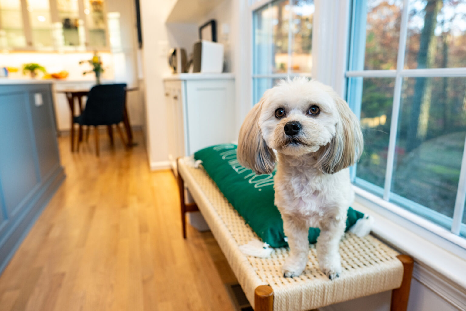 Image by Lesnick Photo A small fluffy dog with light fur sits on a bench by the window in a bright, modern room.
