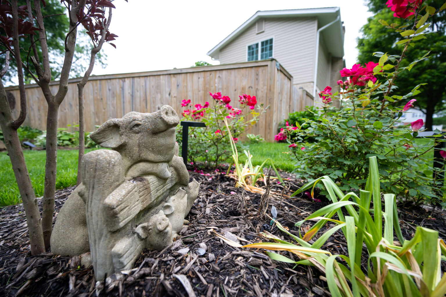 A garden with a pig statue, flowering plants, and mulch in the foreground; a fenced yard and a beige house are in the background.