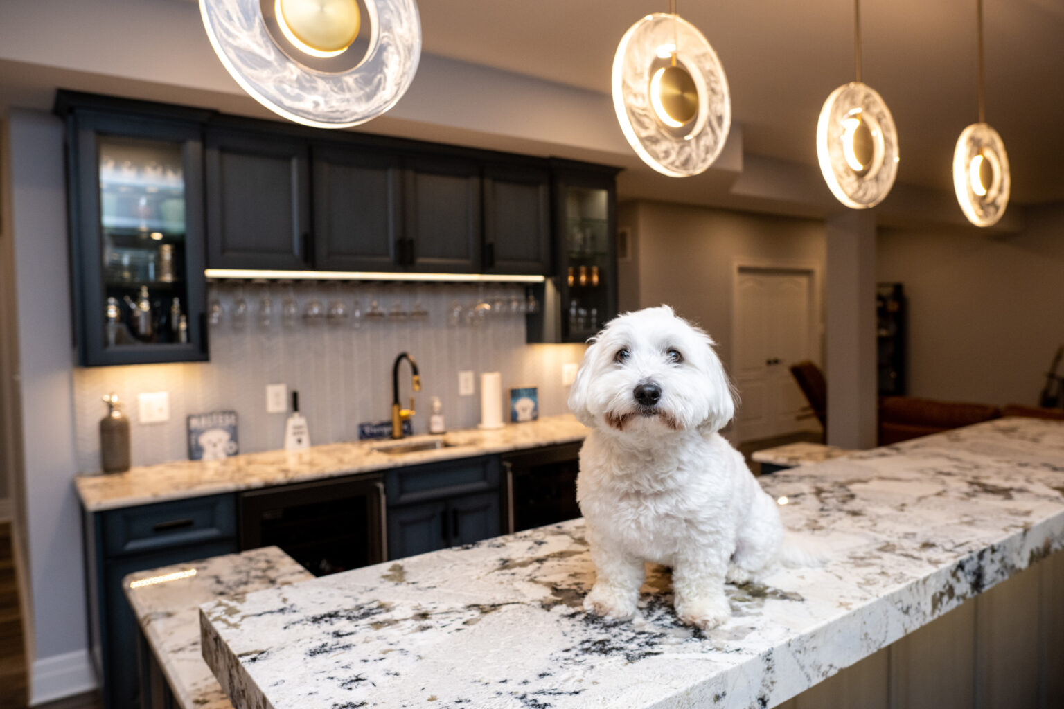 Image by Lesnick Photo - www.lesnickphoto.com A small white dog sits on a marble kitchen counter beneath modern circular pendant lights. Dark cabinetry and wine glasses are in the background.
