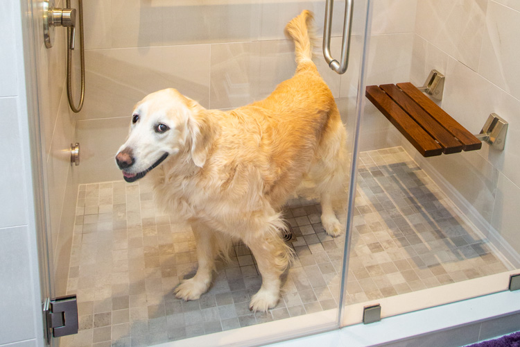 A golden retriever stands inside a glass-enclosed shower with a tiled floor and wall-mounted wooden seat.
