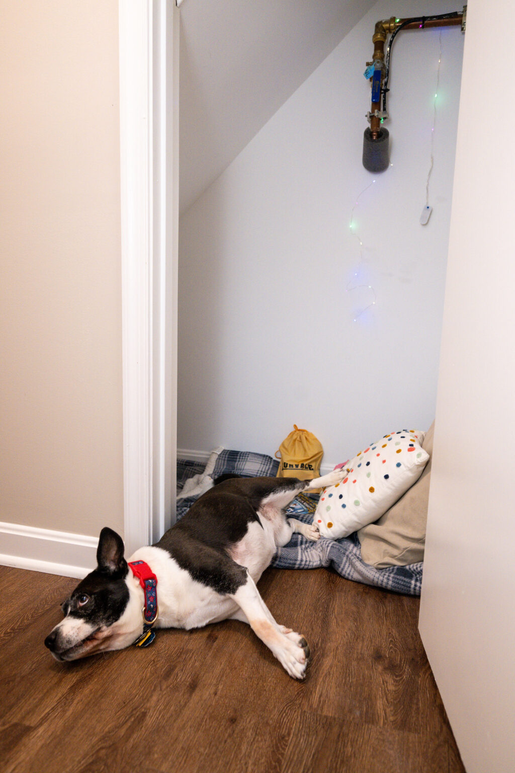 Image by Lesnick Photo Black and white dog lying on a wooden floor in front of a small space with a blanket, pillows, a yellow hat, and fairy lights.