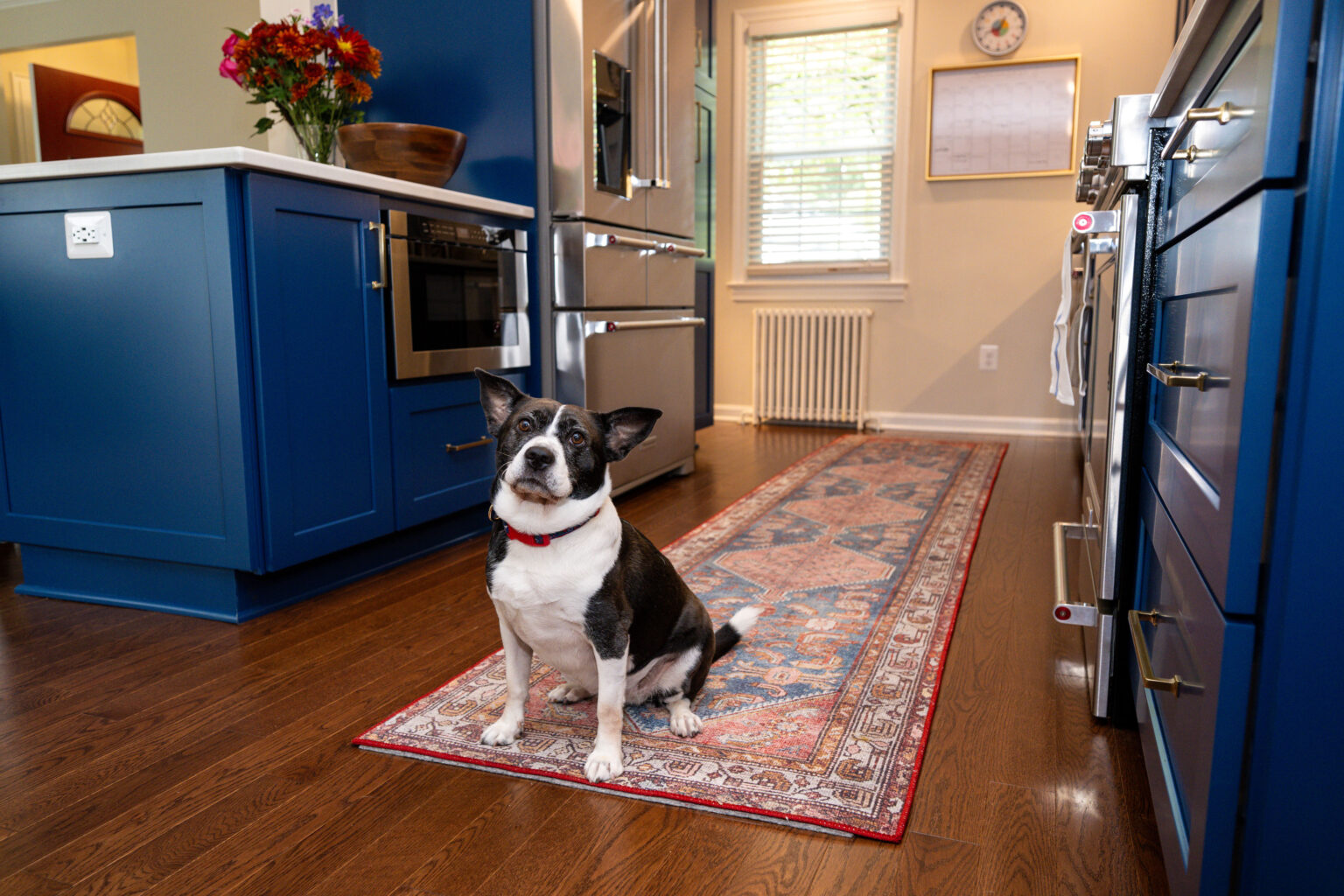 Image by Lesnick Photo A black and white dog sits on a patterned rug in a kitchen with blue cabinets and stainless steel appliances.