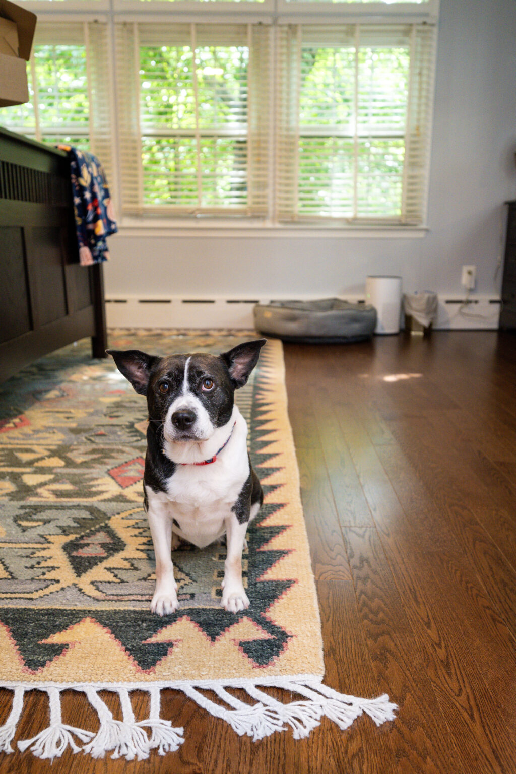 Image by Lesnick Photo A black and white dog sits on a patterned rug in a room with wooden floors, in front of a bed and large window with blinds.