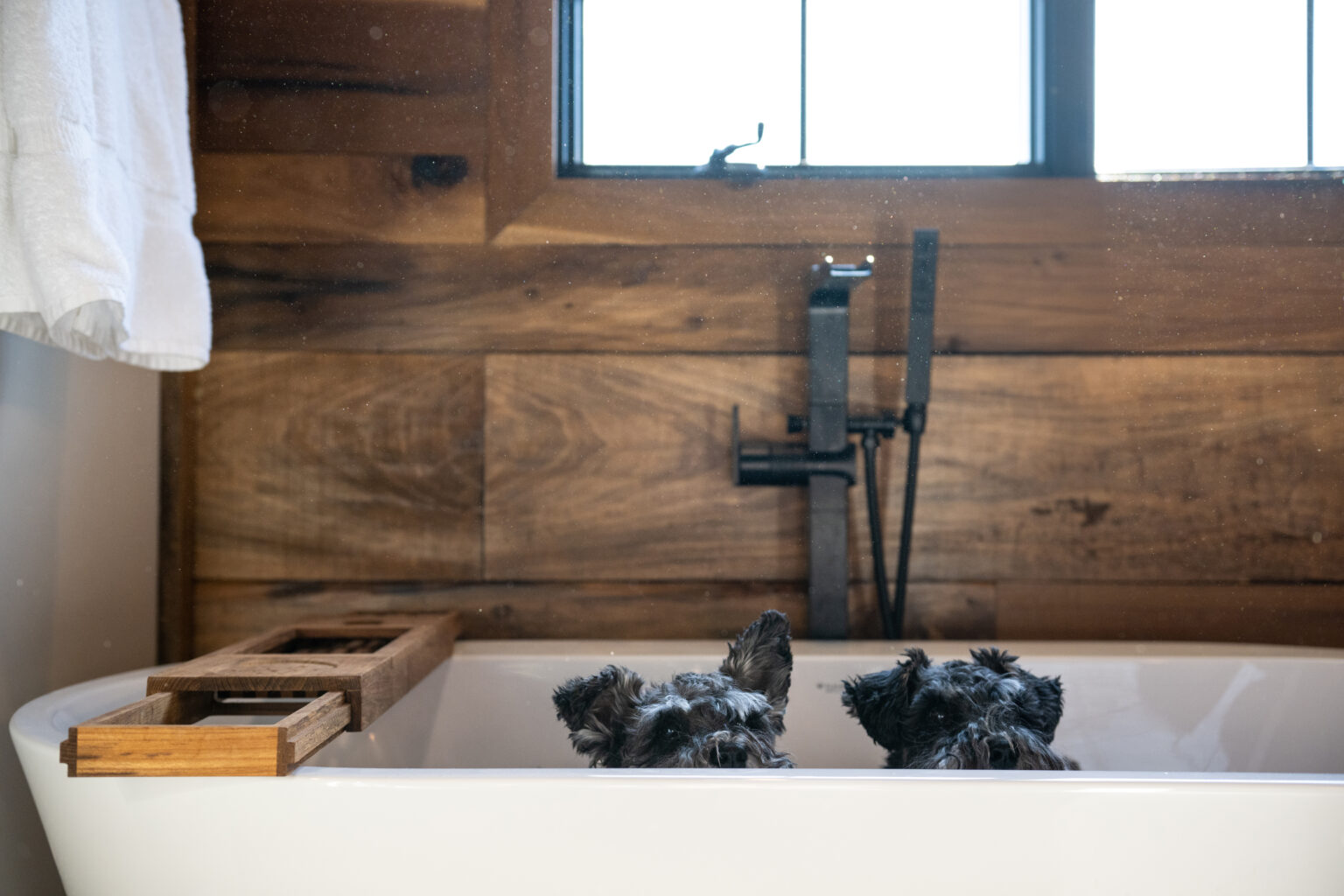Two small dogs sit in a white bathtub with their heads peeking over the edge; the bathroom features wood paneling and a window above the tub.