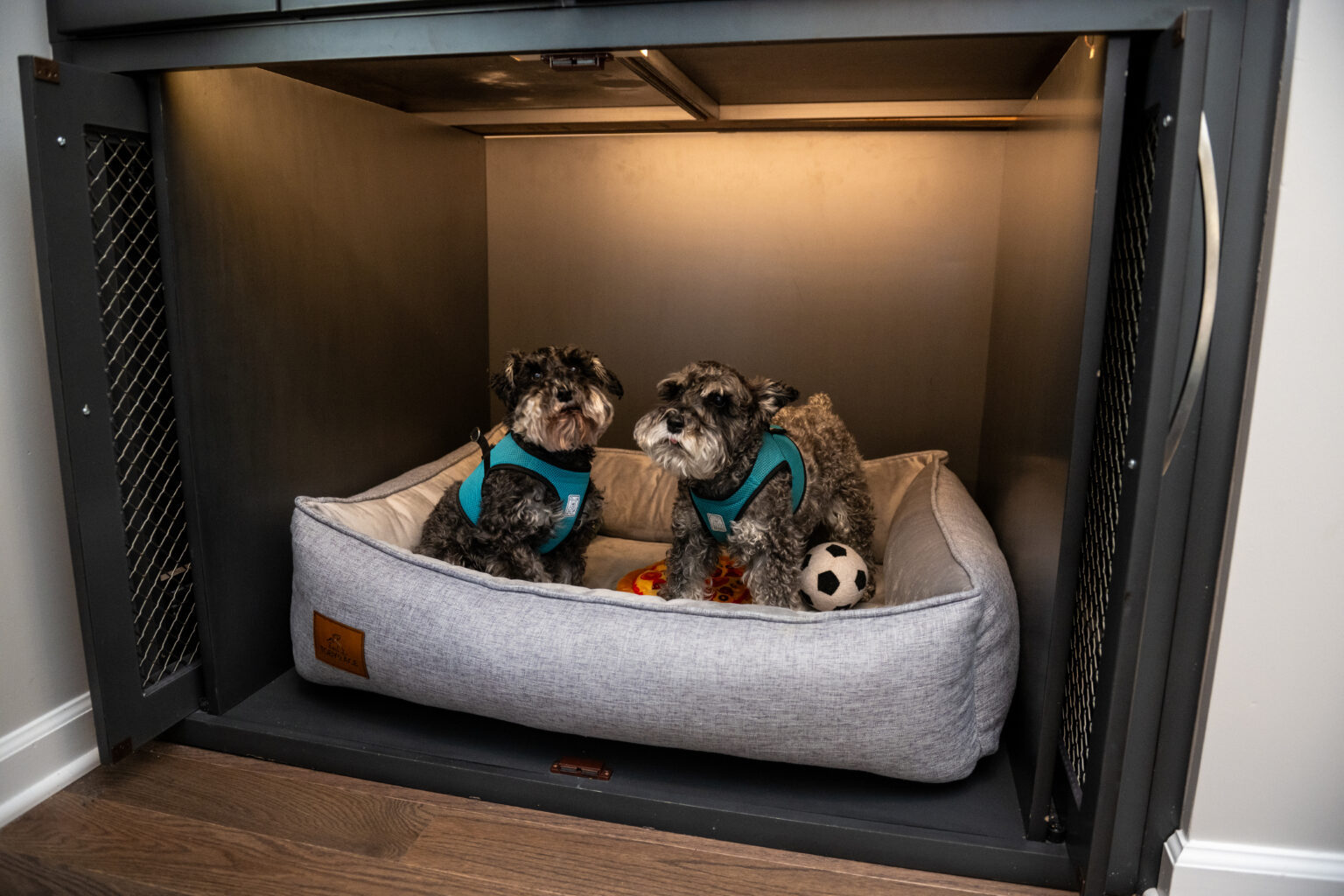 Two small dogs wearing teal harnesses sit on a gray dog bed inside a built-in nook, surrounded by toys, including a small soccer ball.