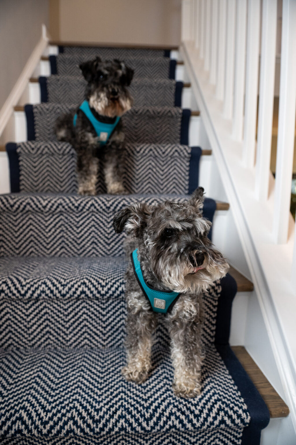 Two small gray dogs with wiry fur and teal harnesses stand on a carpeted staircase, one on a higher step and the other on a lower step, both facing forward.