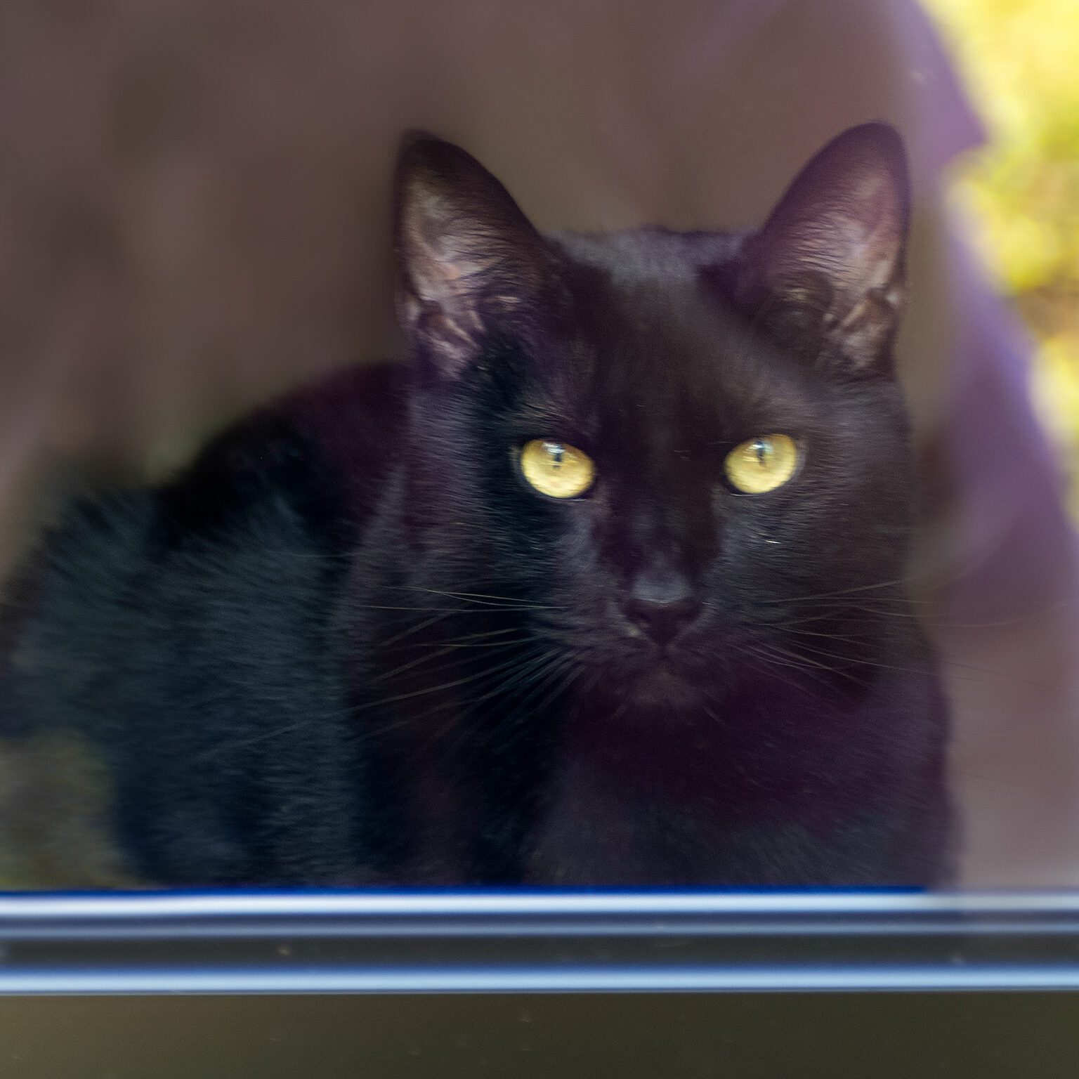 Vienna Metal Roof Portico (23) A black cat with yellow eyes sits indoors and looks out through a window.