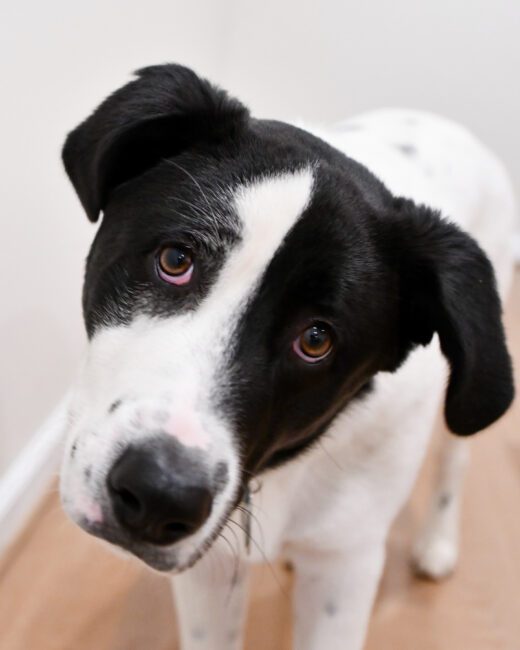A black and white dog with a tilted head stands on a wooden floor, looking directly at the camera against a plain background.