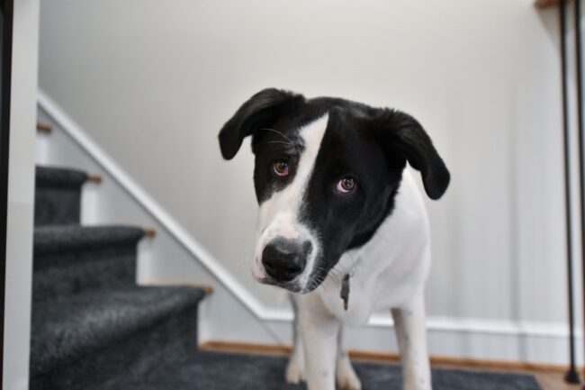 A black and white dog stands indoors near a carpeted staircase, tilting its head and looking toward the camera.