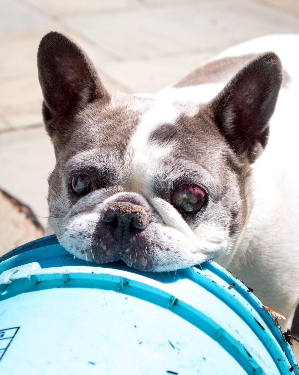 A French Bulldog rests its chin on a blue plastic bucket outdoors, looking up with visible eye irritation.