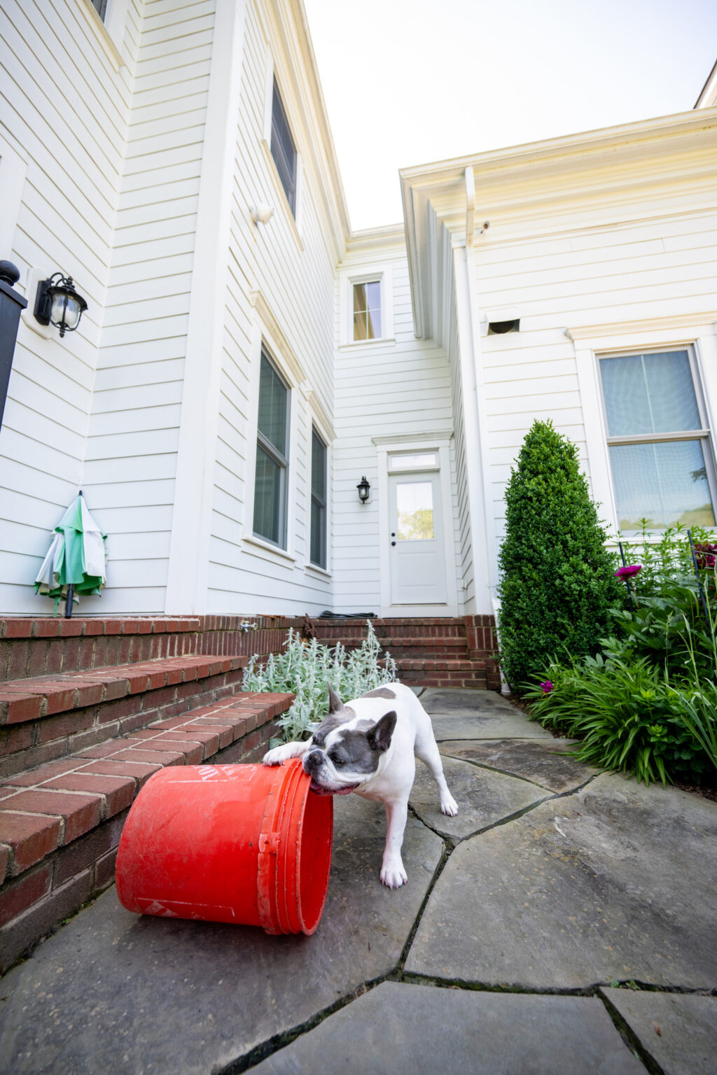 A small dog stands on a stone patio, nosing a large orange plastic bucket tipped over near the steps of a white house.