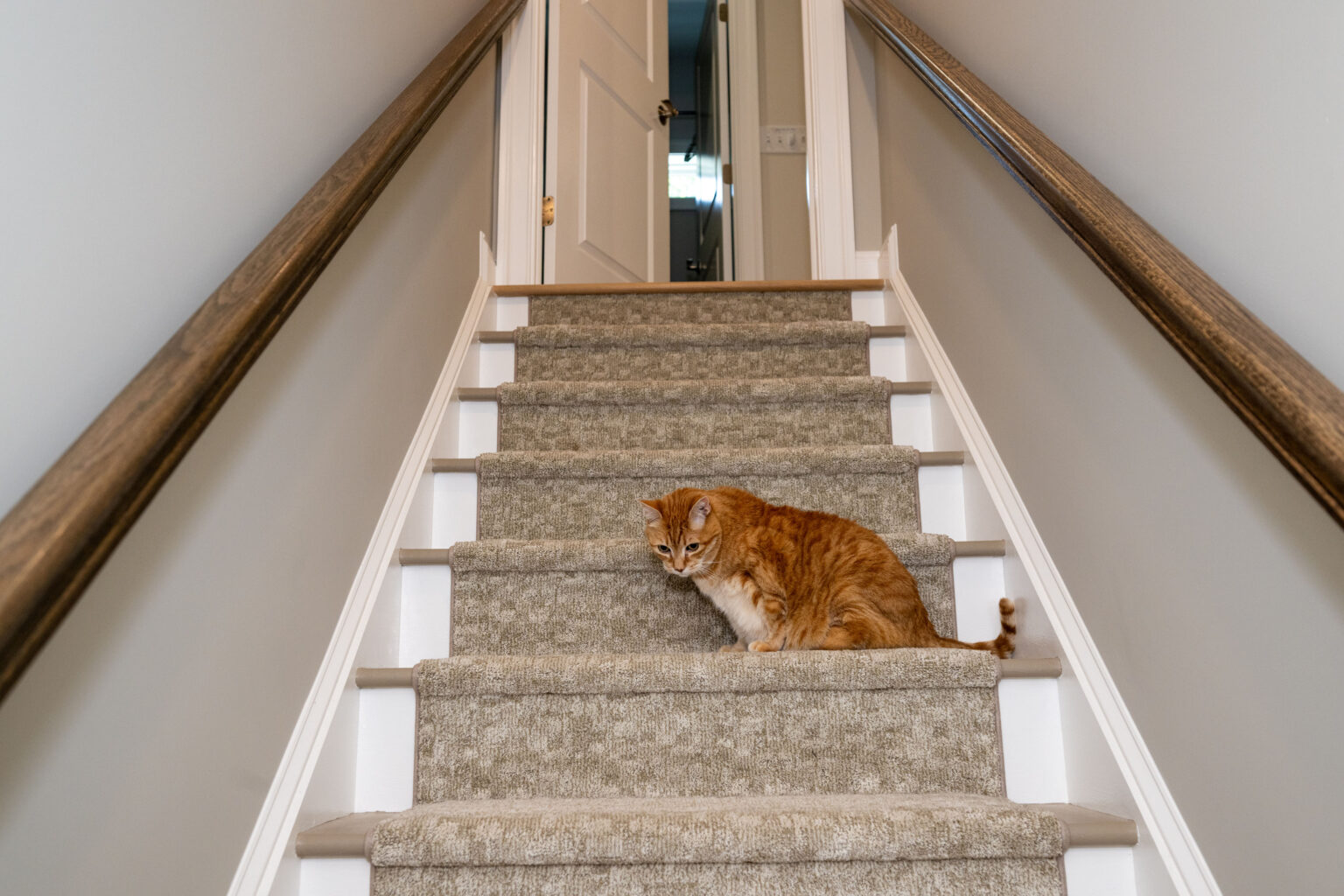 An orange cat sits halfway down a carpeted staircase in a house with neutral-colored walls and wooden handrails.