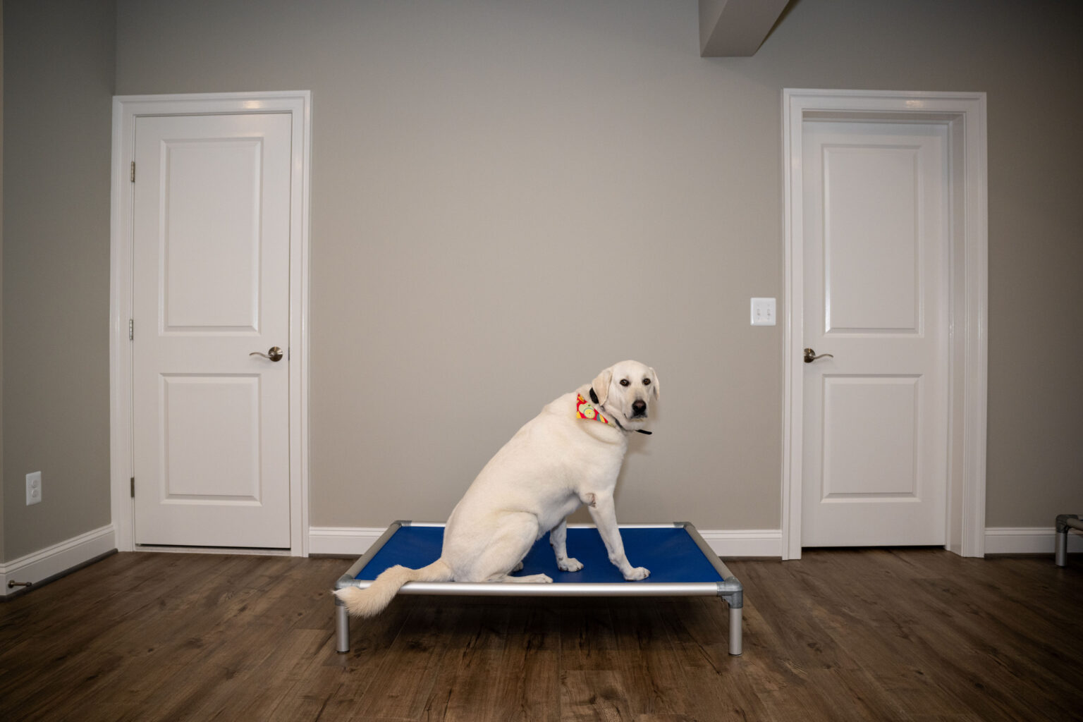 A white dog sits on a blue elevated pet bed in a room with two closed white doors, neutral walls, and wood flooring.