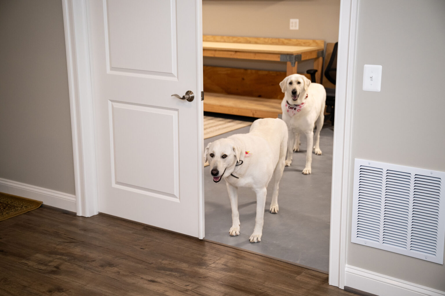 Two yellow Labrador dogs stand in a doorway, one slightly ahead of the other, in a room with wood floors and a workbench in the background.